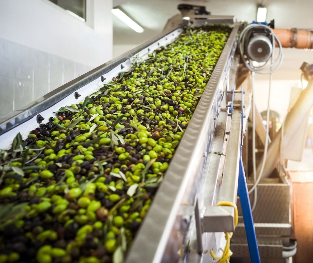 1. Olives achemin&eacute;es sur un convoyeur dans une usine de transformation alimentaire.